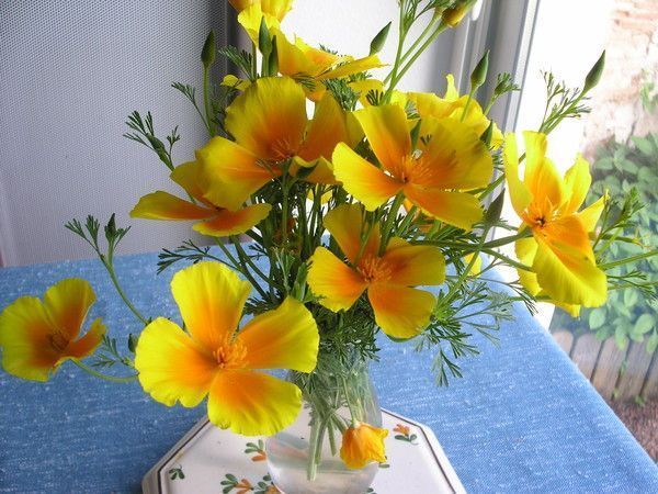 Fleurs dans ma cuisine